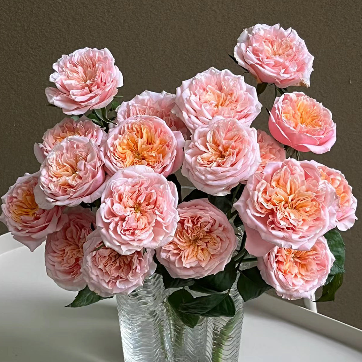 Dutch Florist Shrub Rose Inspired by Notting Hill