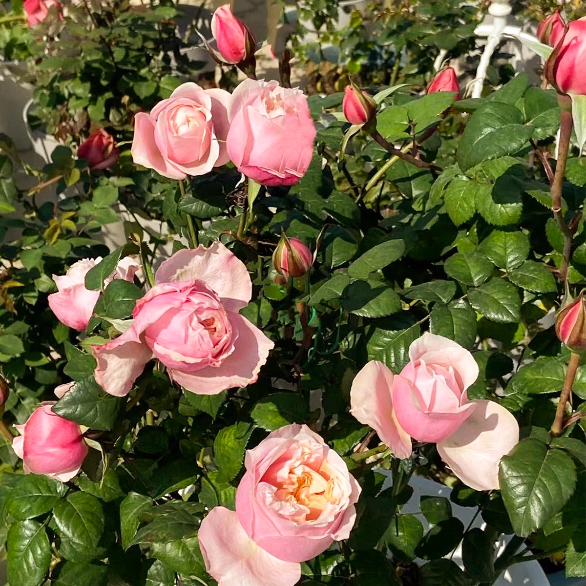 Dutch Florist Shrub Rose Inspired by Notting Hill