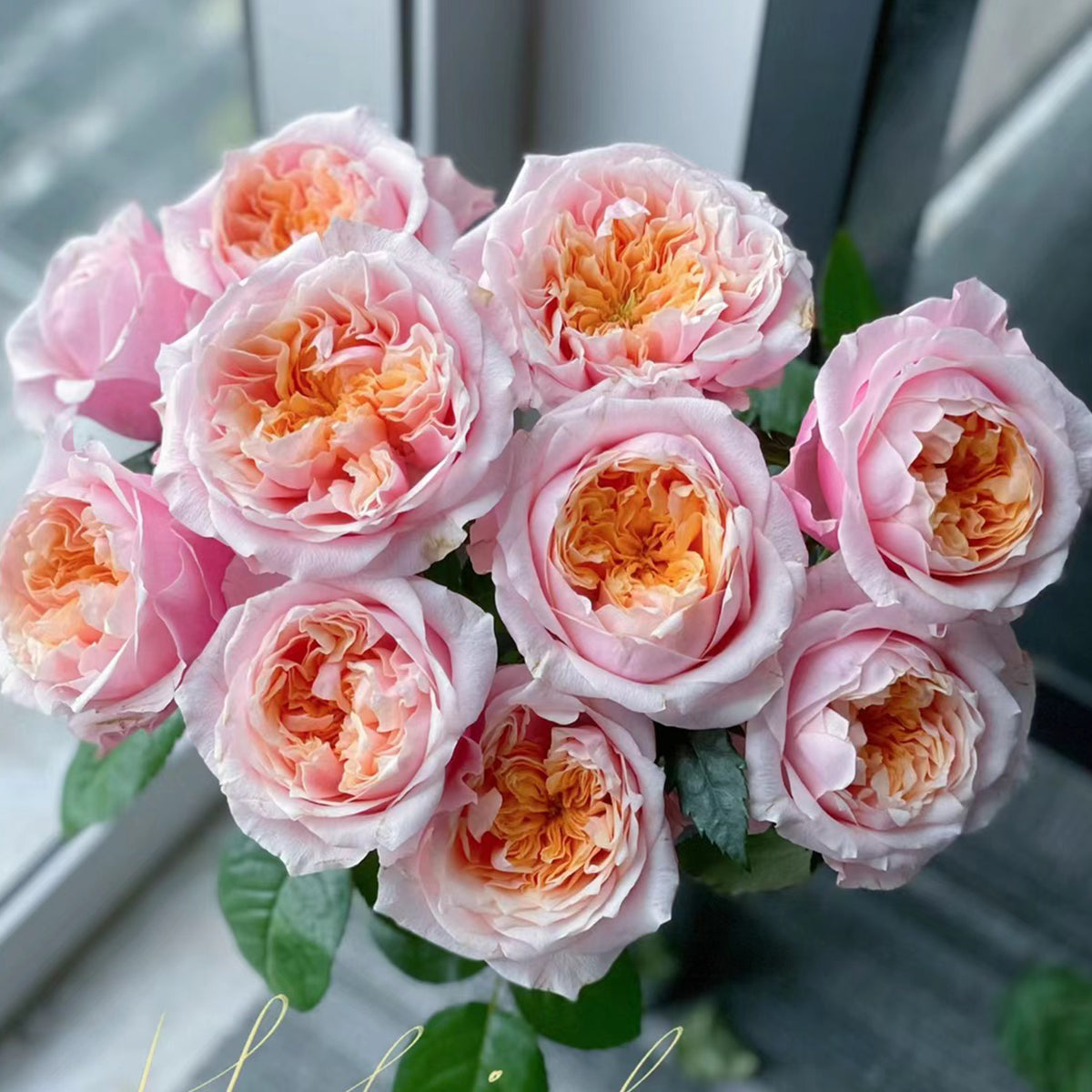 Dutch Florist Shrub Rose Inspired by Notting Hill