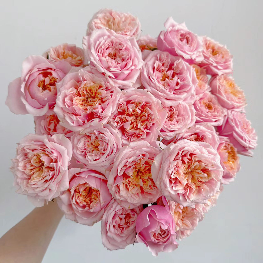 Dutch Florist Shrub Rose Inspired by Notting Hill