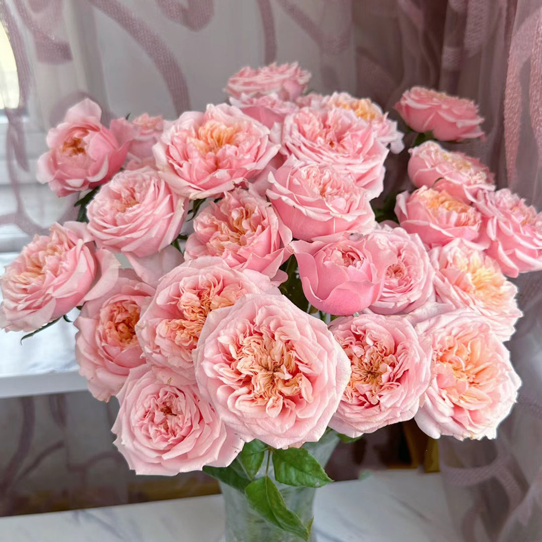 Dutch Florist Shrub Rose Inspired by Notting Hill