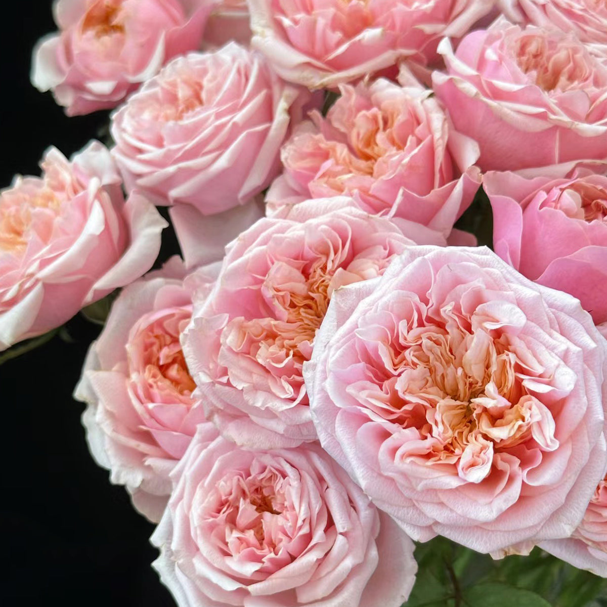 Dutch Florist Shrub Rose Inspired by Notting Hill
