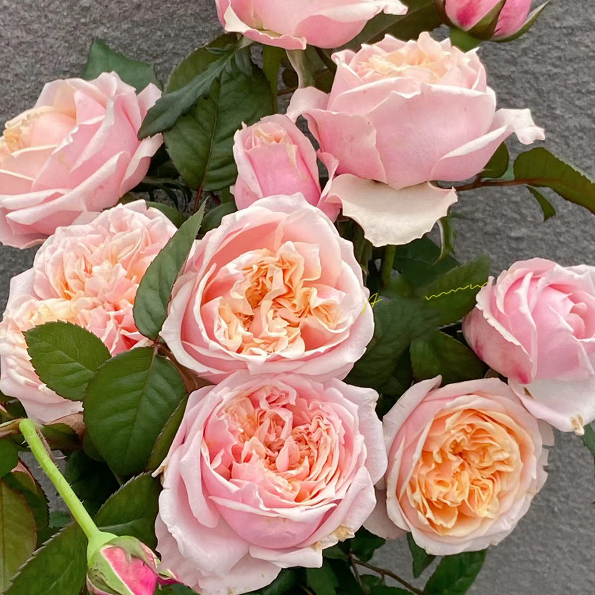 Dutch Florist Shrub Rose Inspired by Notting Hill