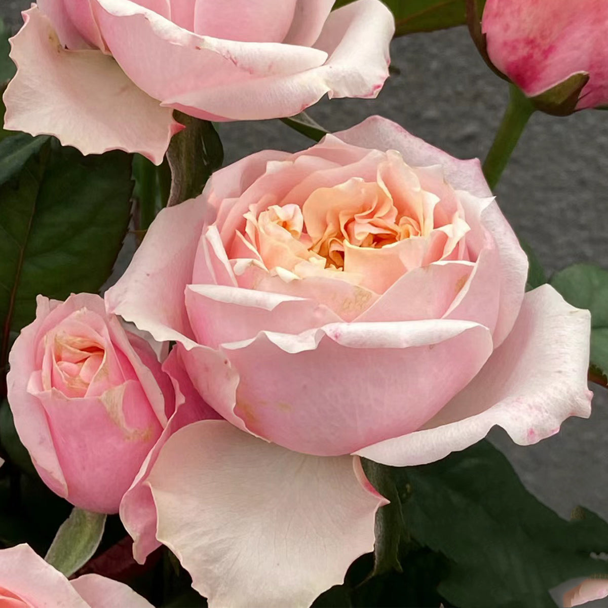 Dutch Florist Shrub Rose Inspired by Notting Hill