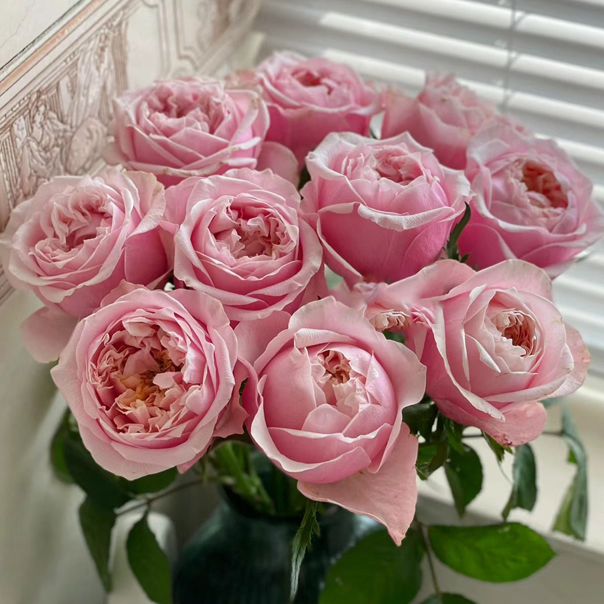 Dutch Florist Shrub Rose Inspired by Notting Hill