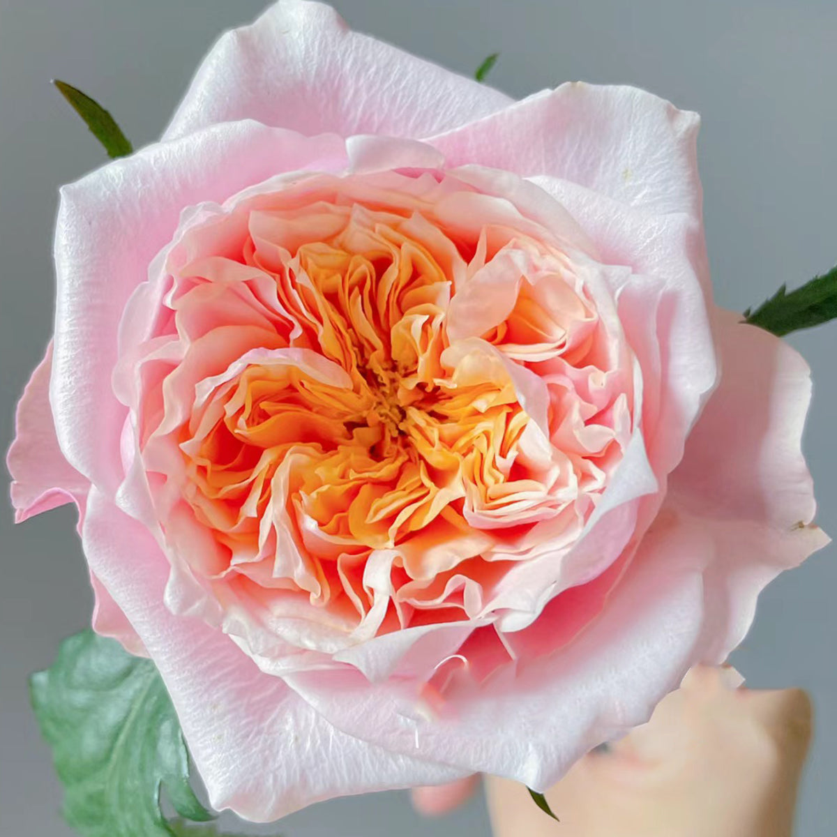 Dutch Florist Shrub Rose Inspired by Notting Hill