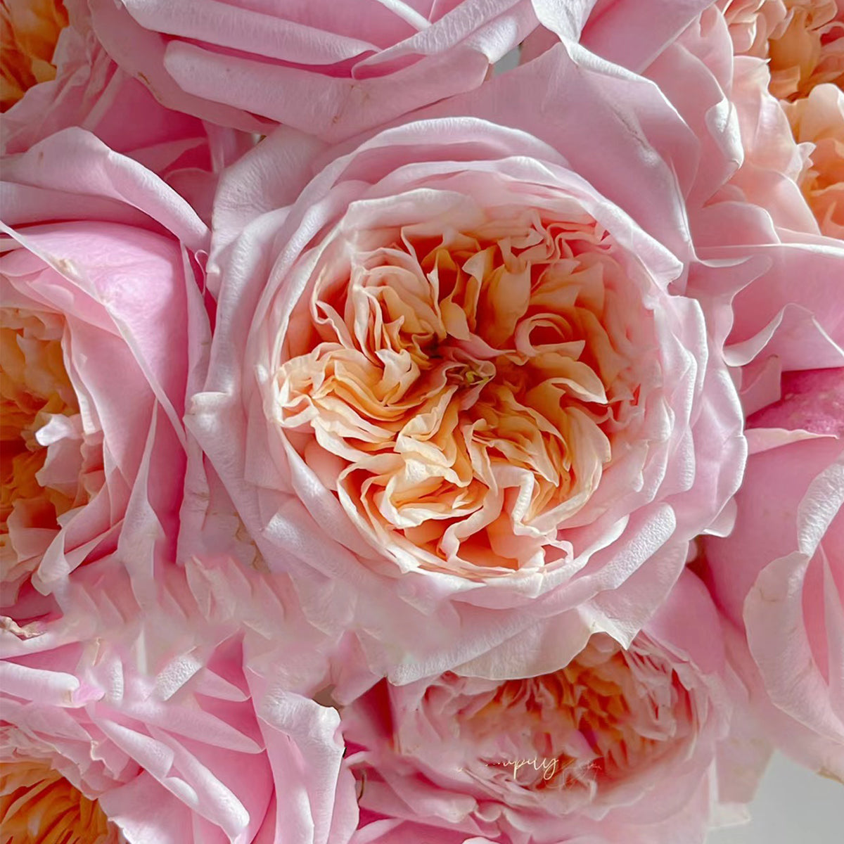 Dutch Florist Shrub Rose Inspired by Notting Hill