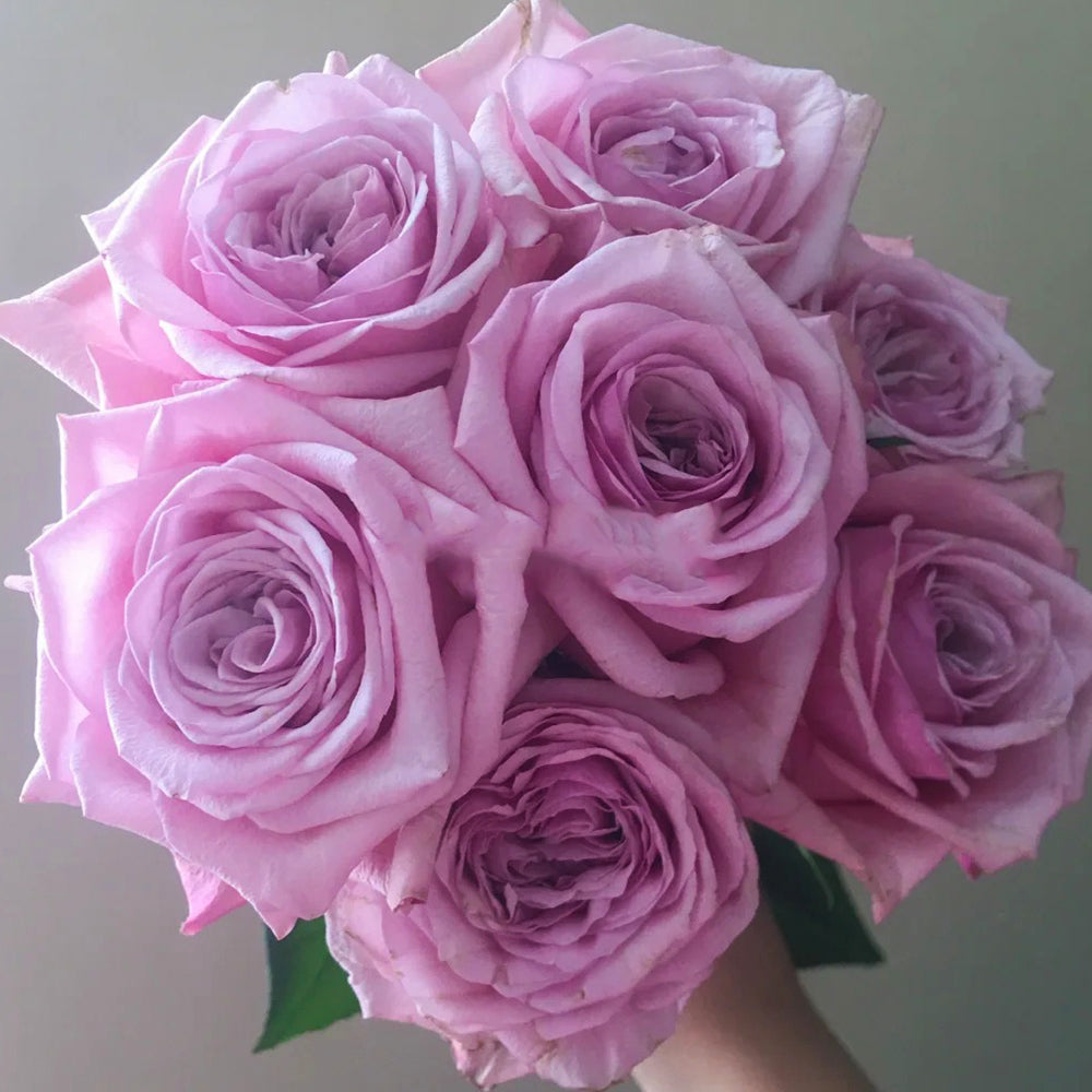 French Florist Shrub Rose Inspired by Ocean Breeze
