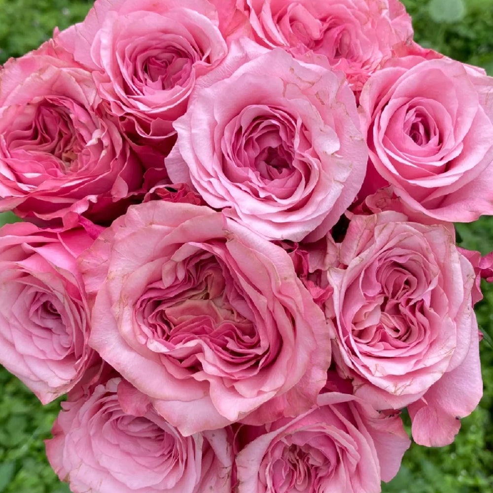 French Florist Shrub Rose Inspired by Ocean Breeze