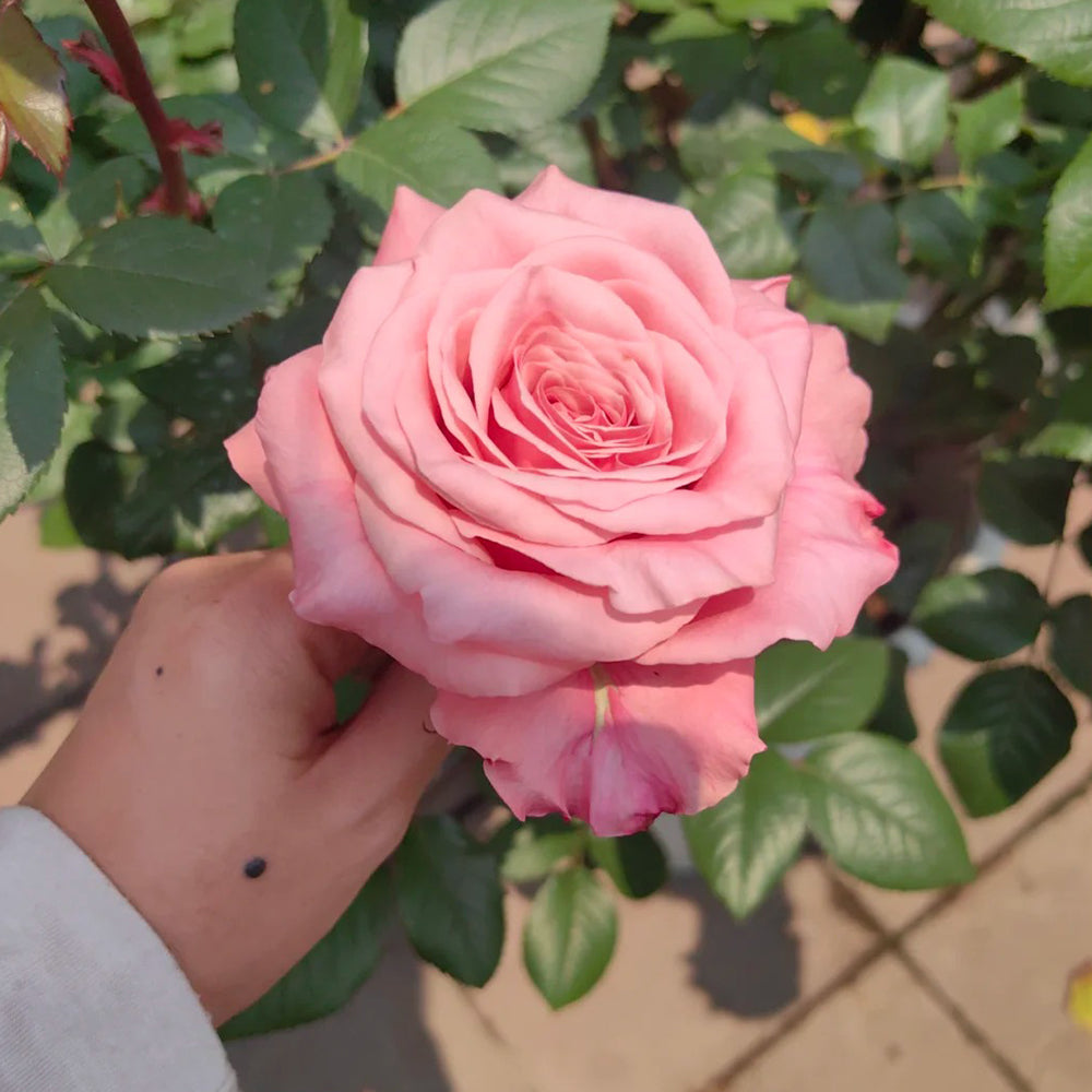 French Florist Shrub Rose Inspired by Ocean Breeze