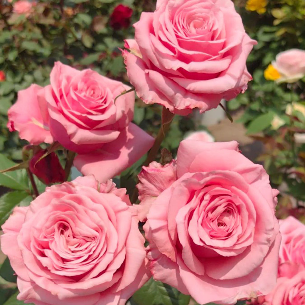 French Florist Shrub Rose Inspired by Ocean Breeze