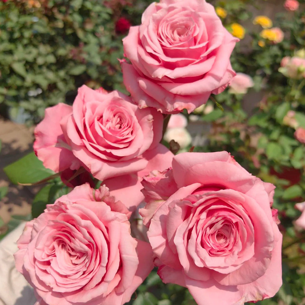 French Florist Shrub Rose Inspired by Ocean Breeze