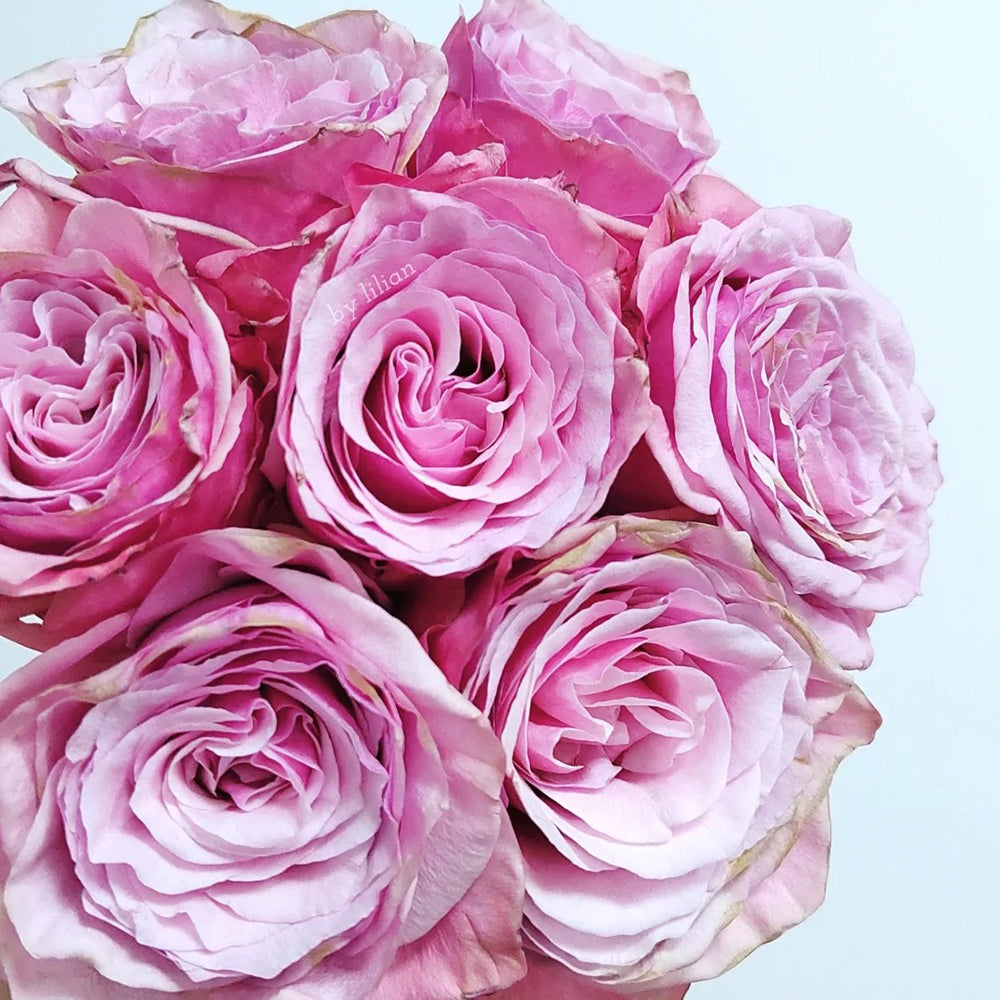 French Florist Shrub Rose Inspired by Ocean Breeze