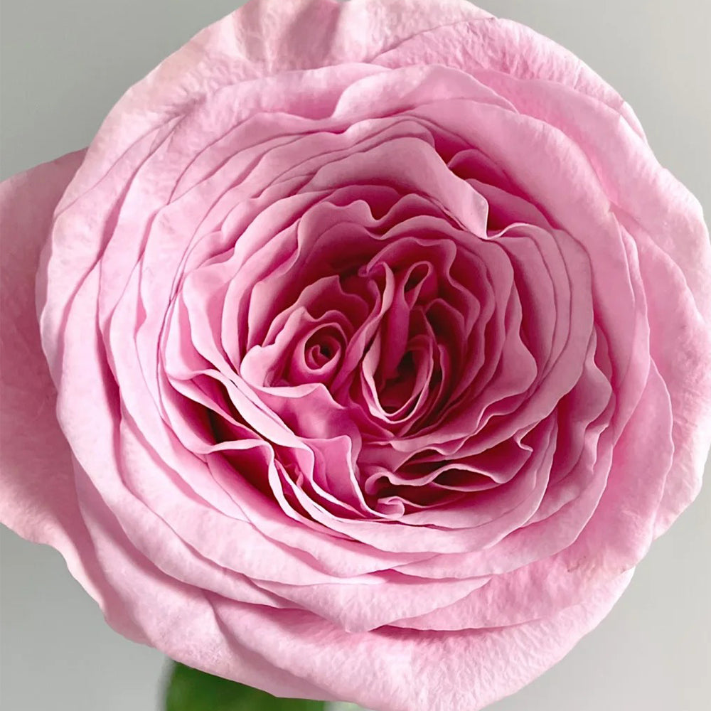 French Florist Shrub Rose Inspired by Ocean Breeze