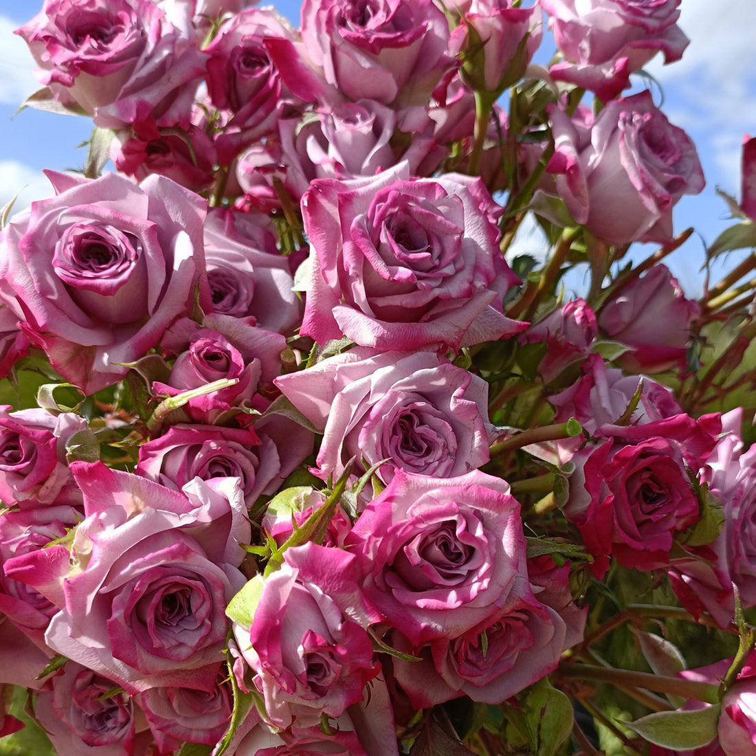 German Florist Shrub Rose Inspired by Ocean Mikado