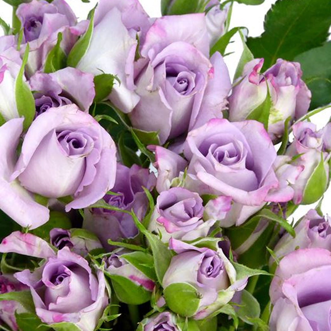 German Florist Shrub Rose Inspired by Ocean Mikado