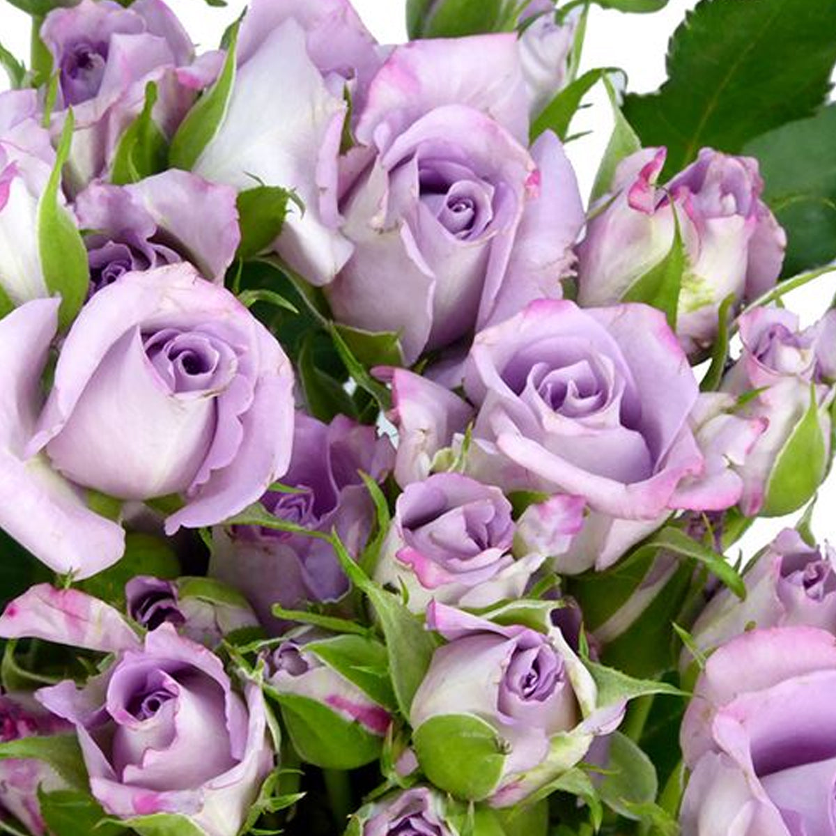 German Florist Shrub Rose Inspired by Ocean Mikado