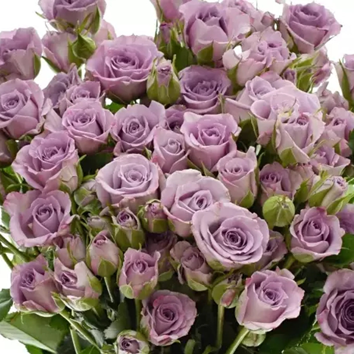 German Florist Shrub Rose Inspired by Ocean Mikado