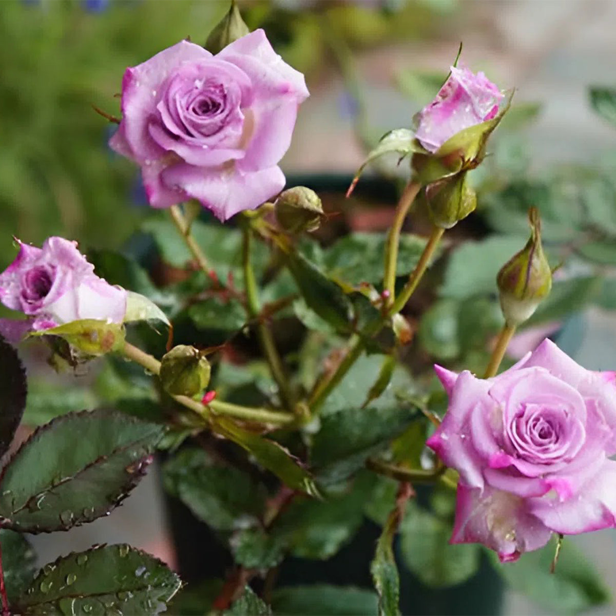 German Florist Shrub Rose Inspired by Ocean Mikado