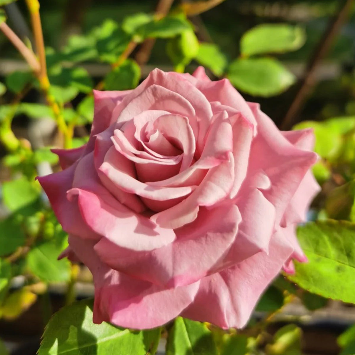 German Florist Shrub Rose Inspired by Ocean Mikado