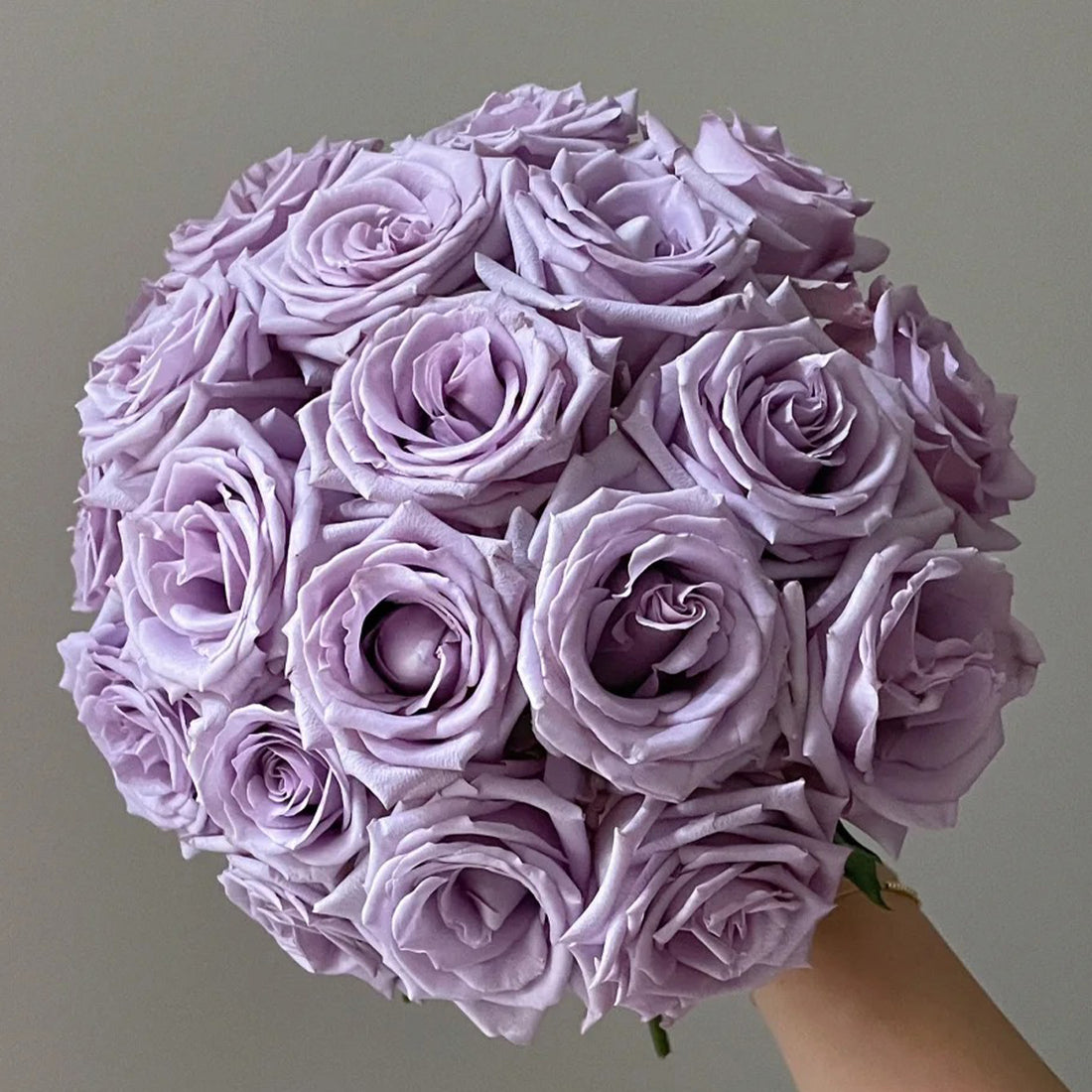 Ocean Song German Florist Hybrid Tea Rose