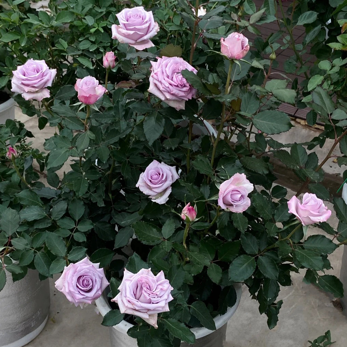 Ocean Song German Florist Hybrid Tea Rose