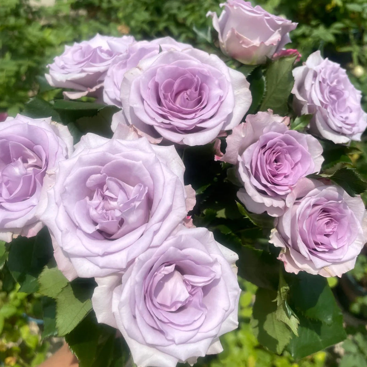 Ocean Song German Florist Hybrid Tea Rose