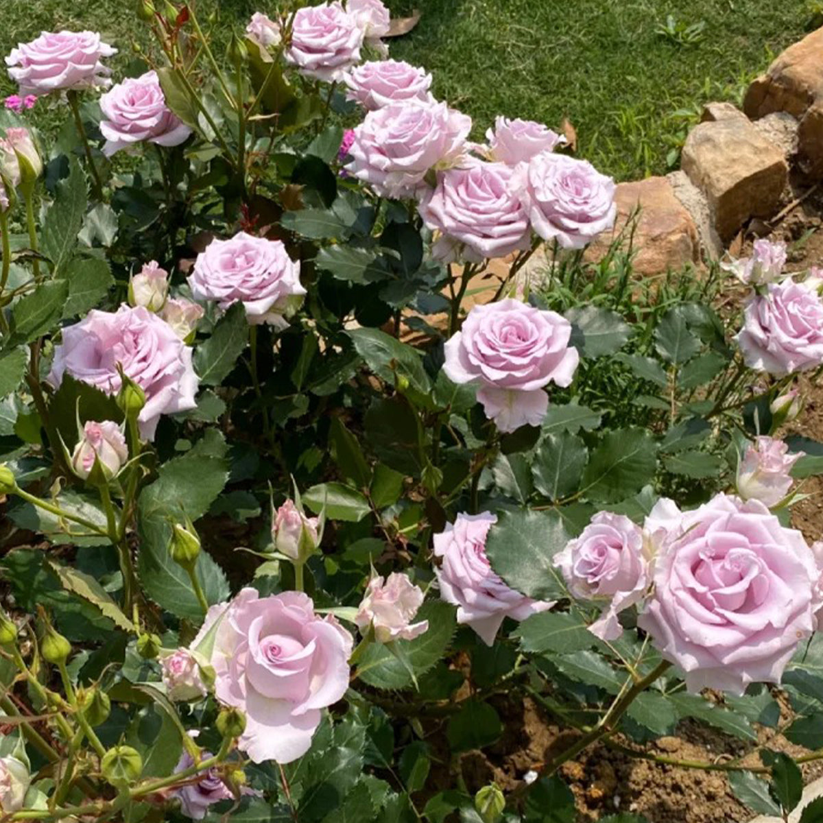 Ocean Song German Florist Hybrid Tea Rose