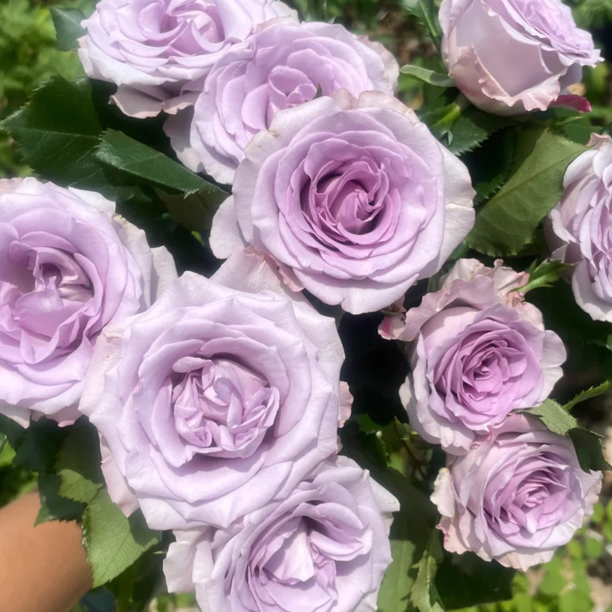 Ocean Song German Florist Hybrid Tea Rose