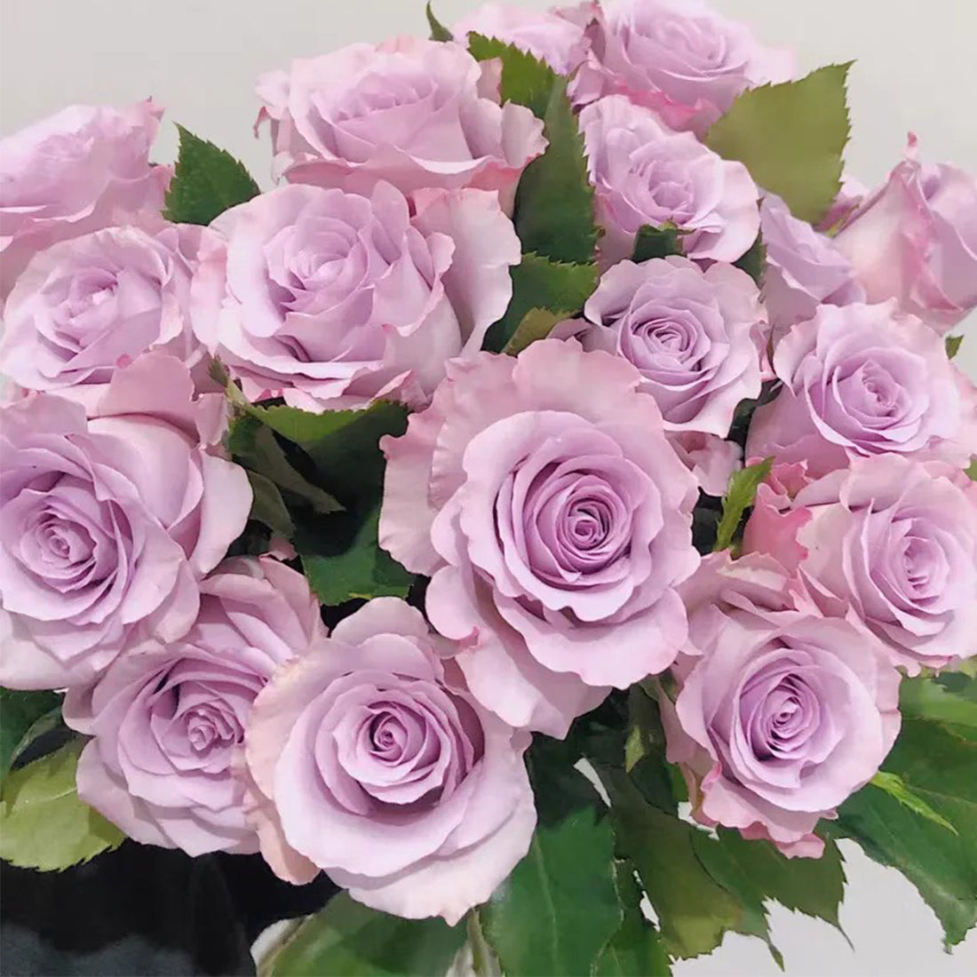 Ocean Song German Florist Hybrid Tea Rose