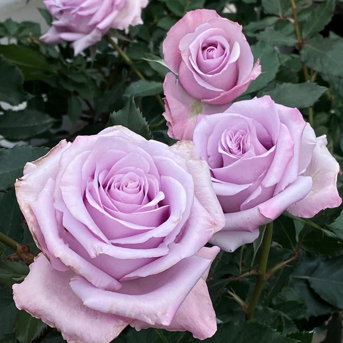 Ocean Song German Florist Hybrid Tea Rose