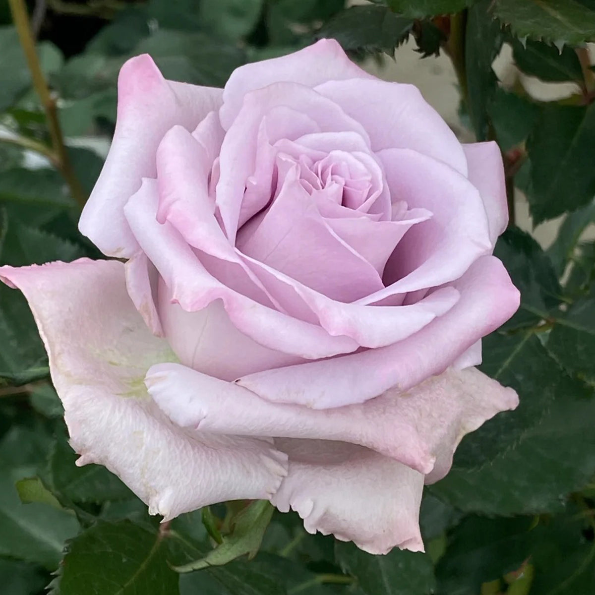 Ocean Song German Florist Hybrid Tea Rose