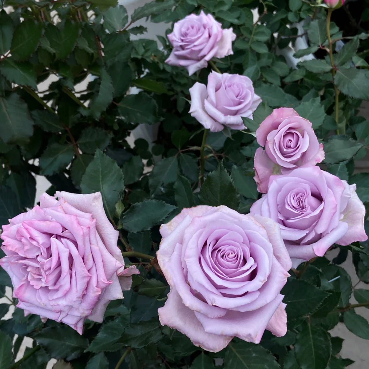 Ocean Song German Florist Hybrid Tea Rose