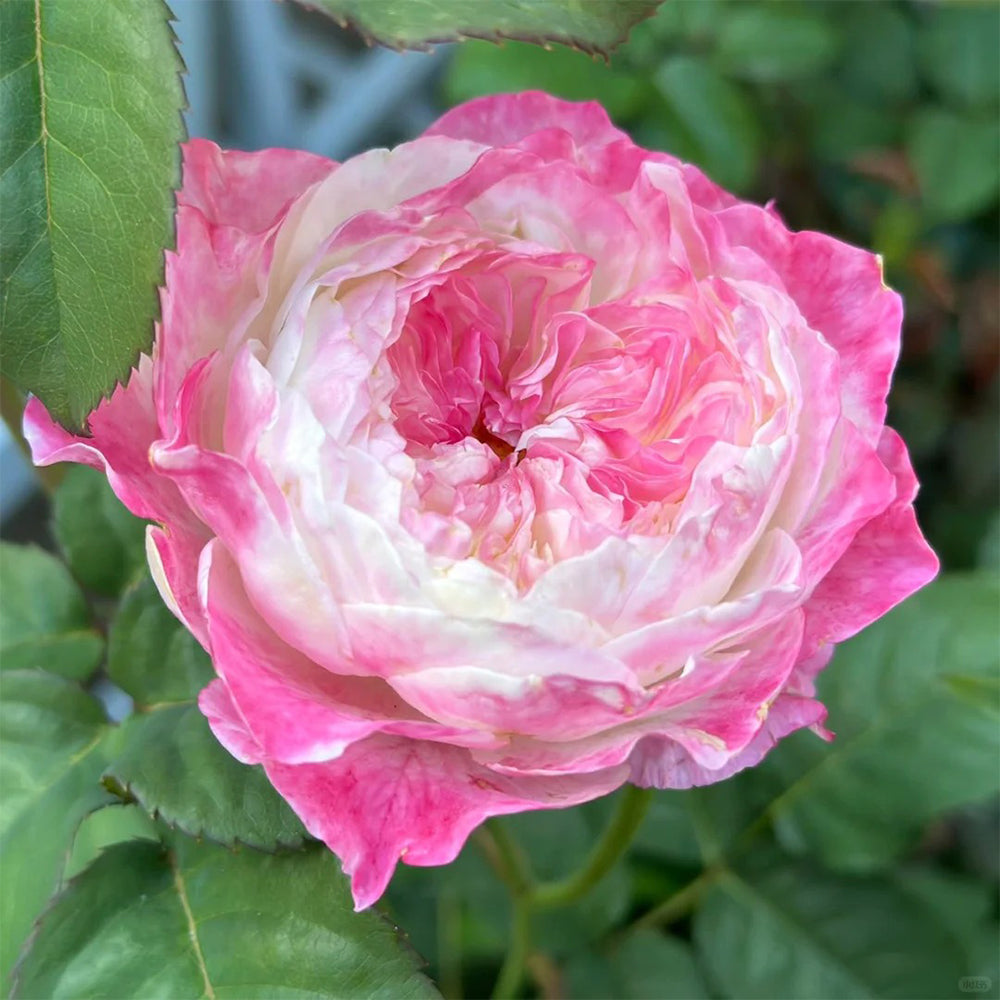 Ombre Blush Chinese Florist Shrub Rose