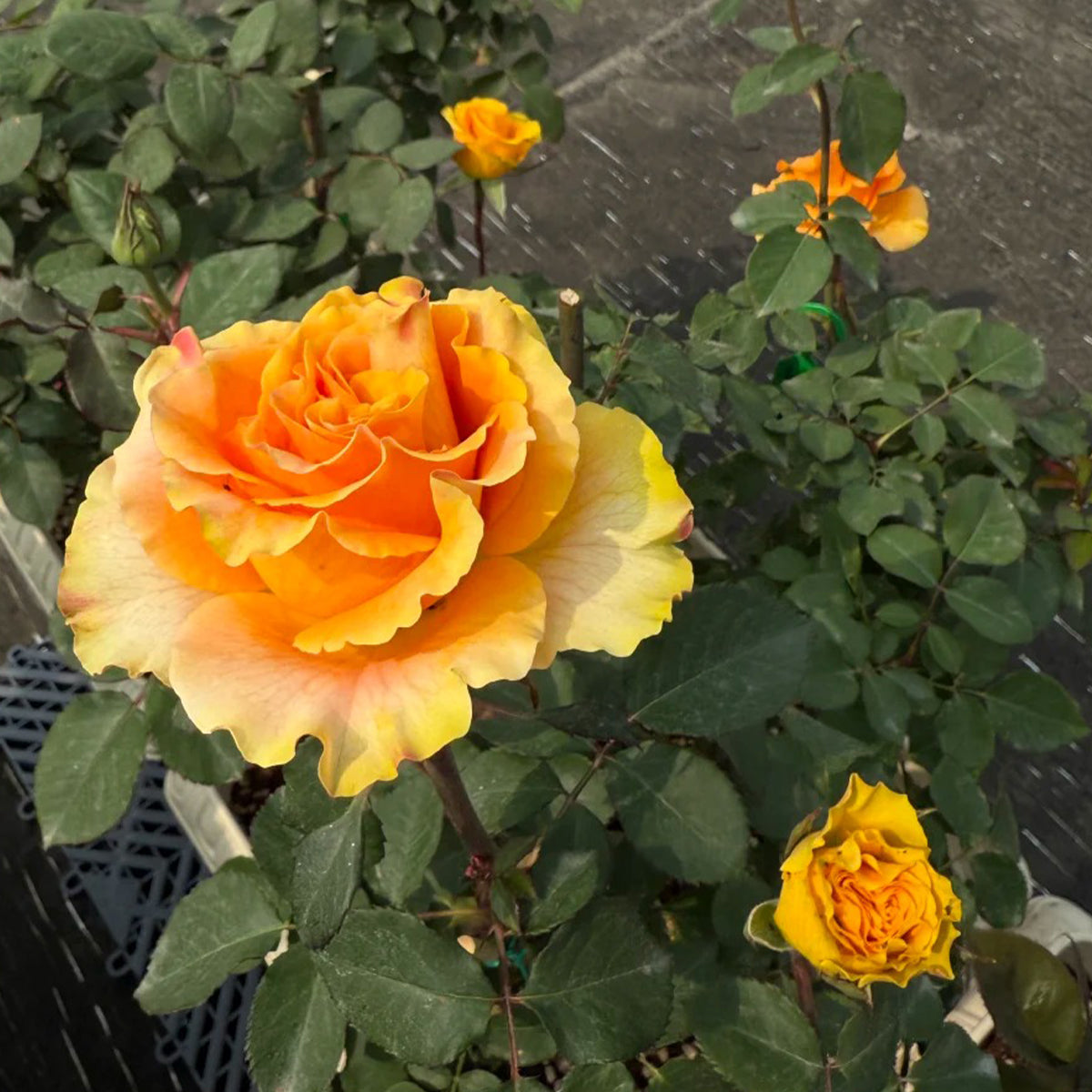 Orange Impression Dutch Florist Shrub Rose