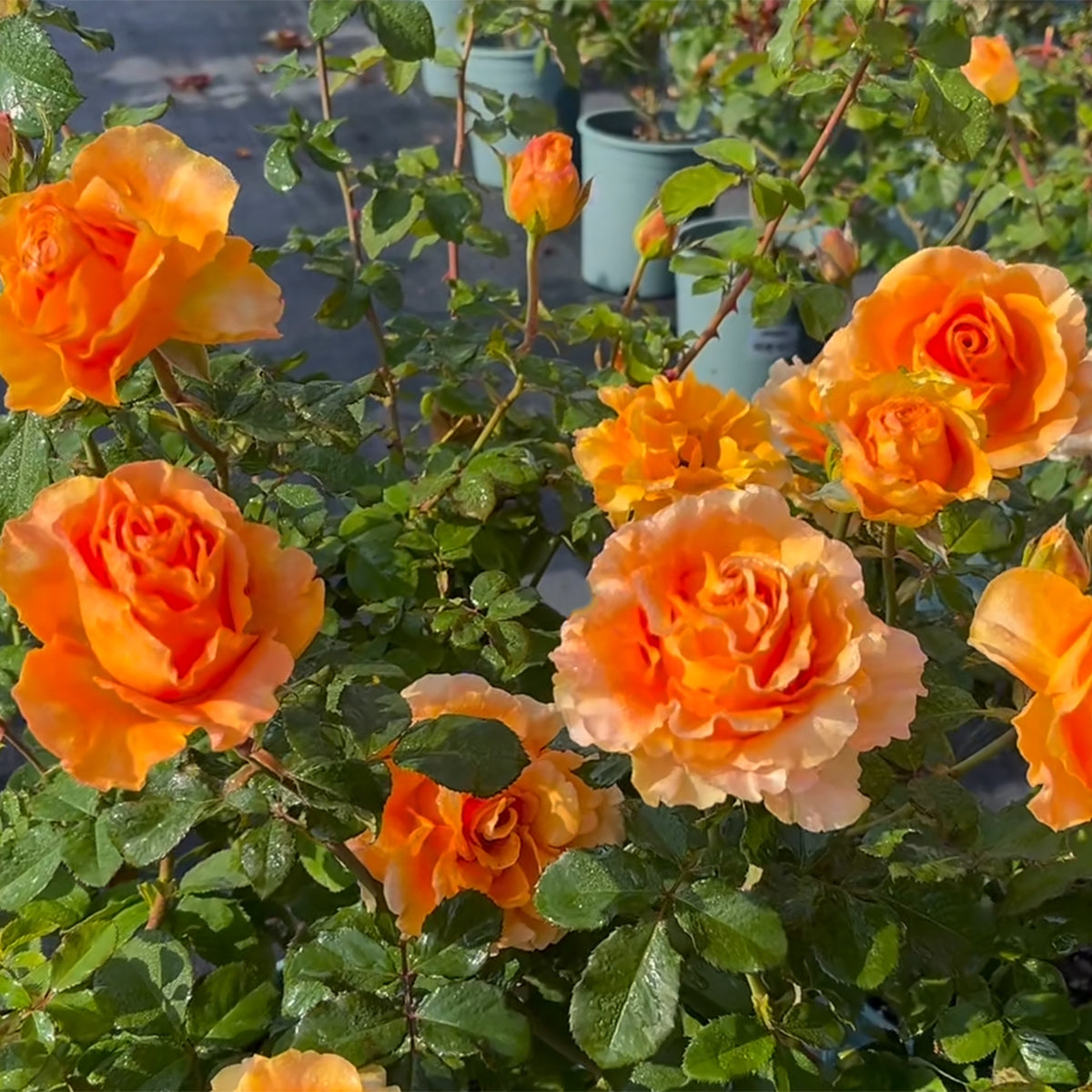 Orange Impression Dutch Florist Shrub Rose
