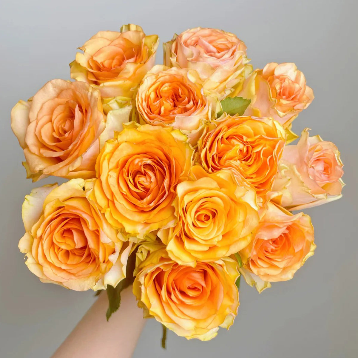 Orange Impression Dutch Florist Shrub Rose