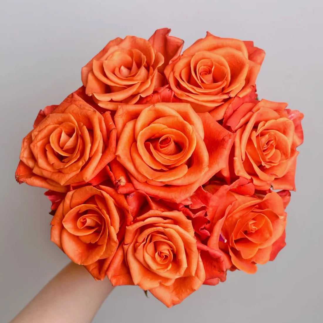 Orange Party French Florist Shrub Rose