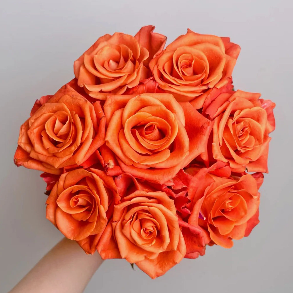 Orange Party French Florist Shrub Rose