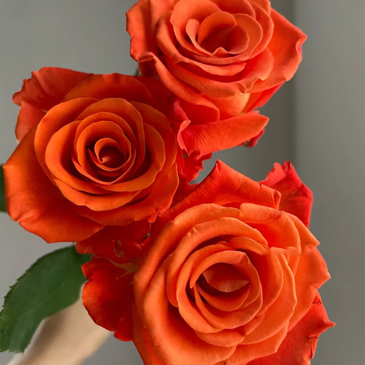 Orange Party French Florist Shrub Rose