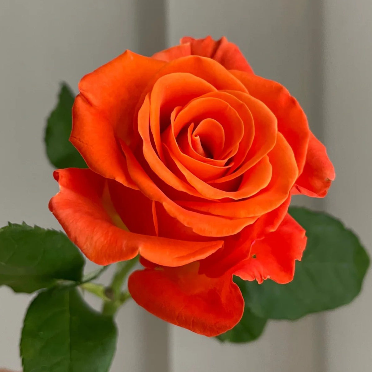 Orange Party French Florist Shrub Rose