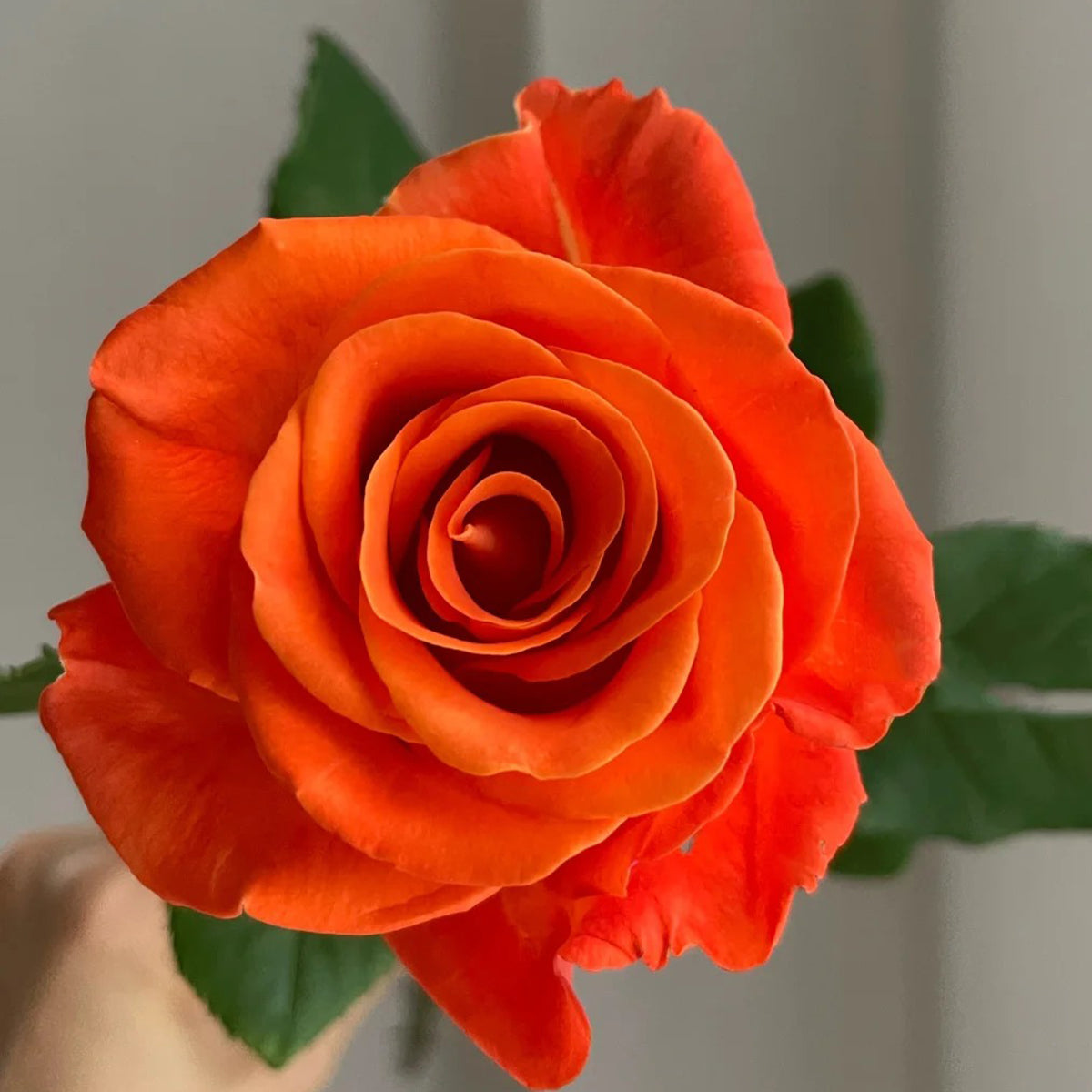 Orange Party French Florist Shrub Rose