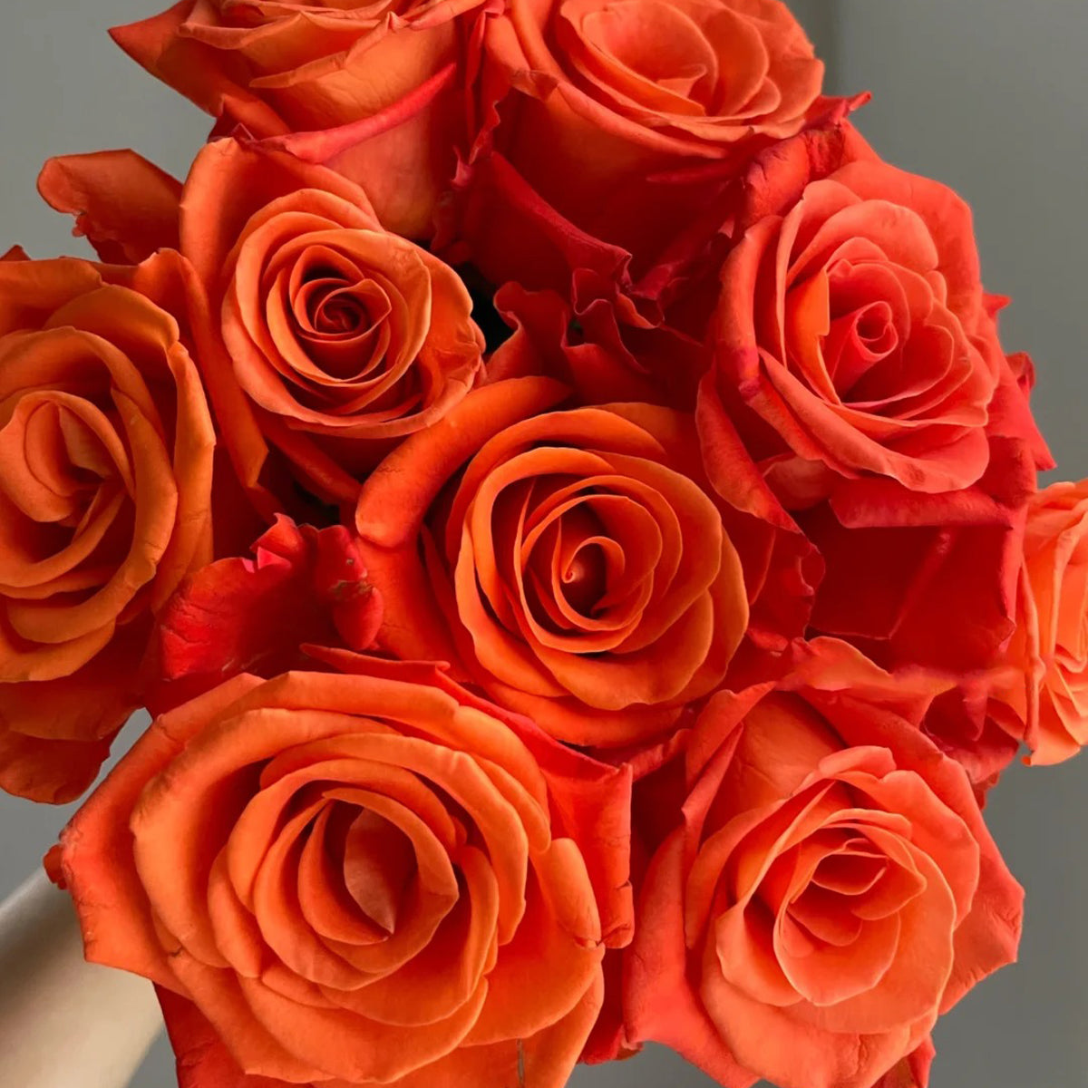 Orange Party French Florist Shrub Rose