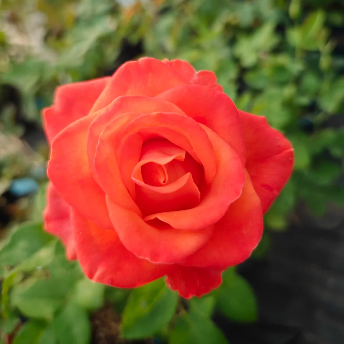 Orange Party French Florist Shrub Rose