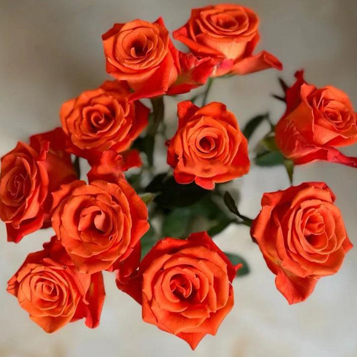 Orange Party French Florist Shrub Rose