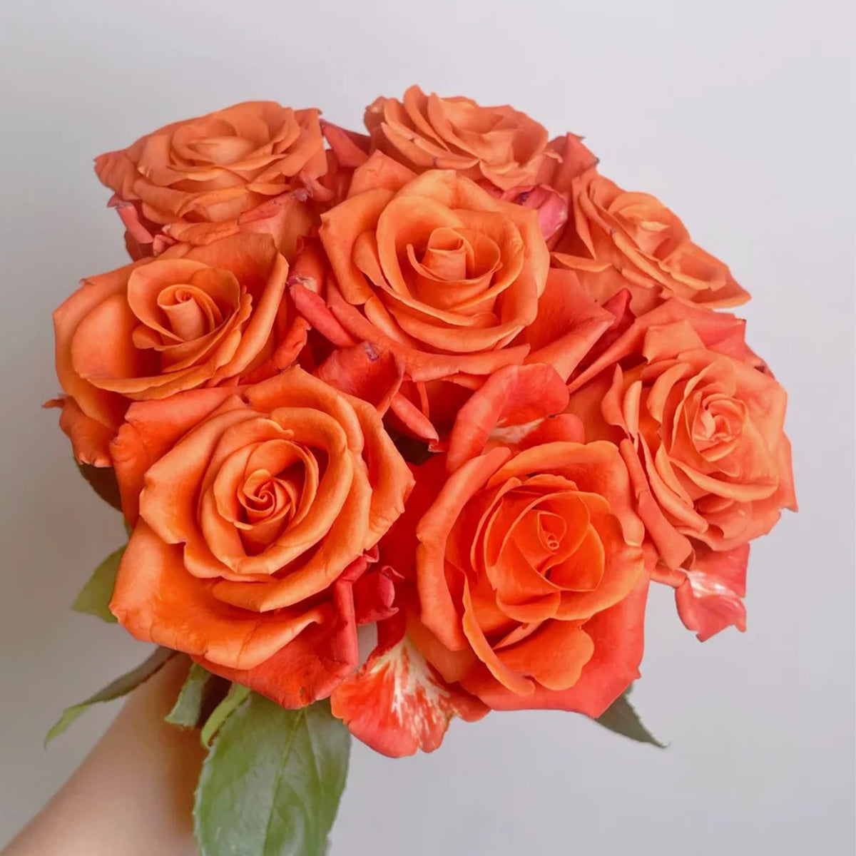 Orange Party French Florist Shrub Rose
