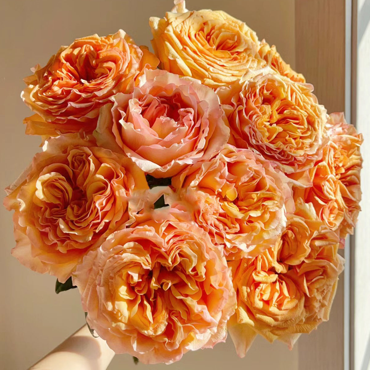 Orbit German Florist Shrub Rose