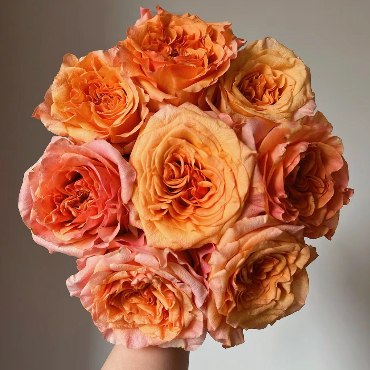 Orbit German Florist Shrub Rose