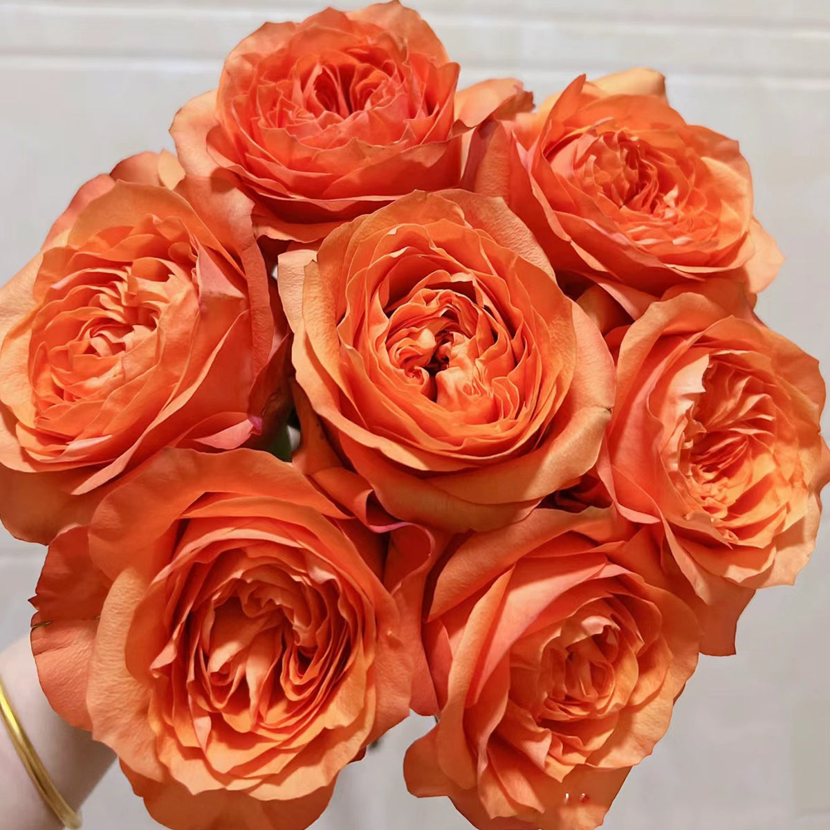 Orbit German Florist Shrub Rose