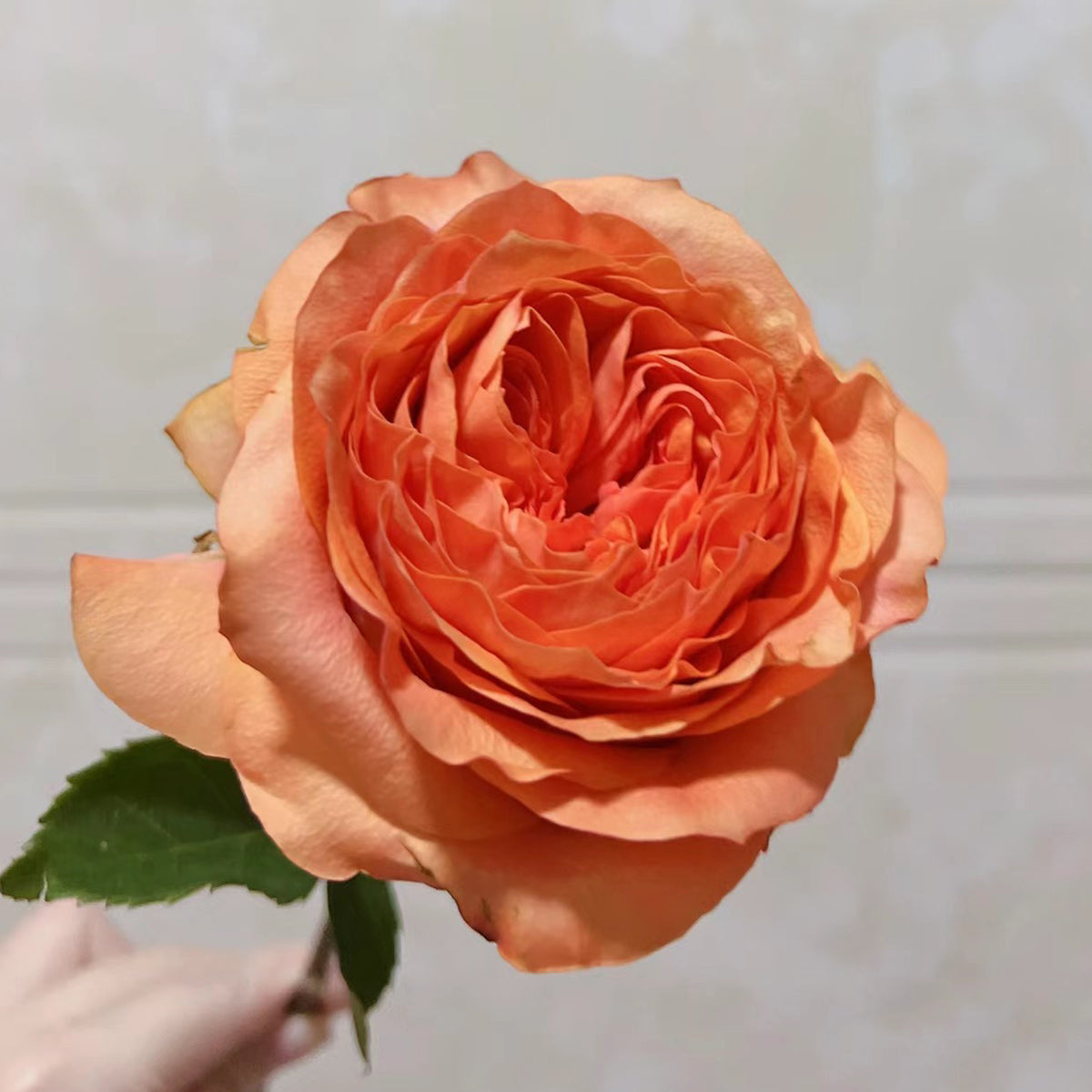 Orbit German Florist Shrub Rose